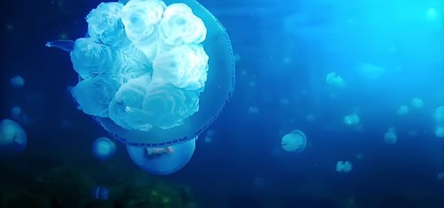 【無料歌入り音楽素材】海の映像、水族館映像などで無料で使えるフリーBGM「Aquatronica 初音ミク freeBGM Ver.」