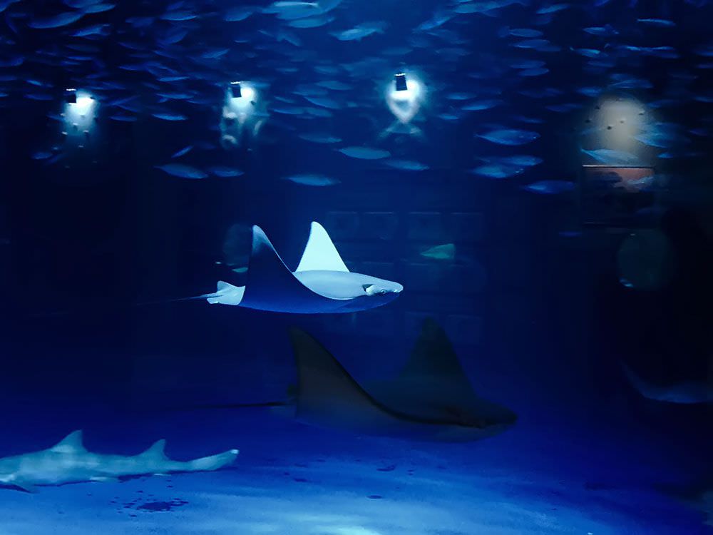 サメやエイが照明の効果で幻想的に泳いでいく様子が美しいです。