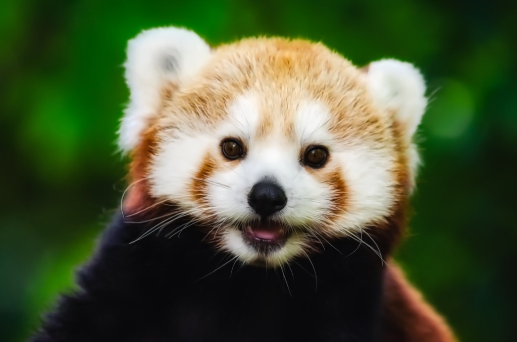 Red Panda Fix Min 1024x678