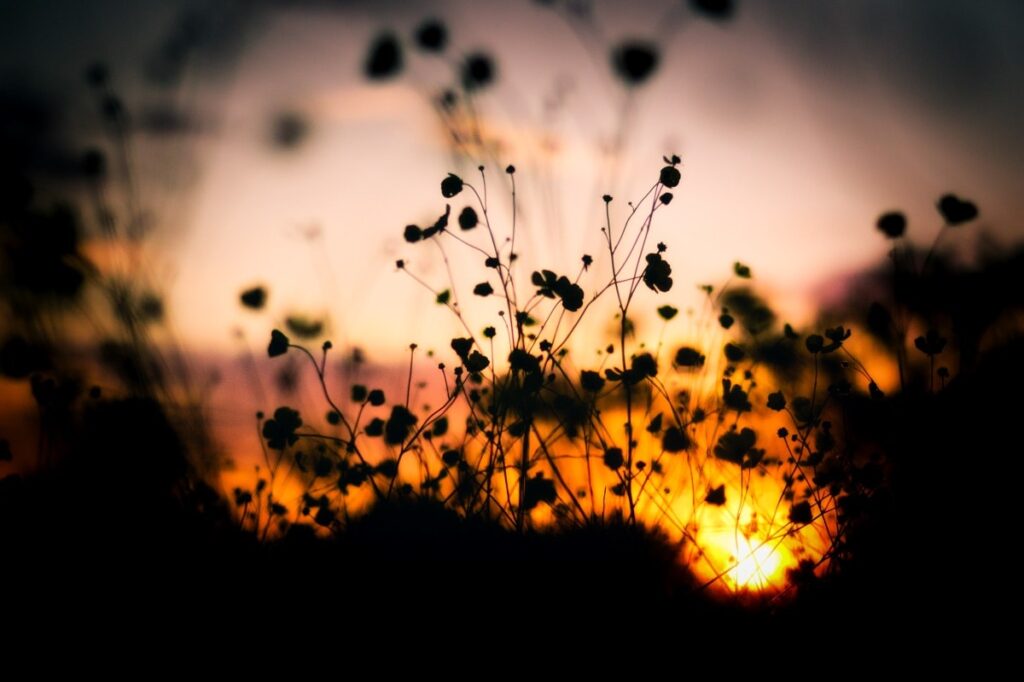 Evening Flowers Nature Min 1024x682